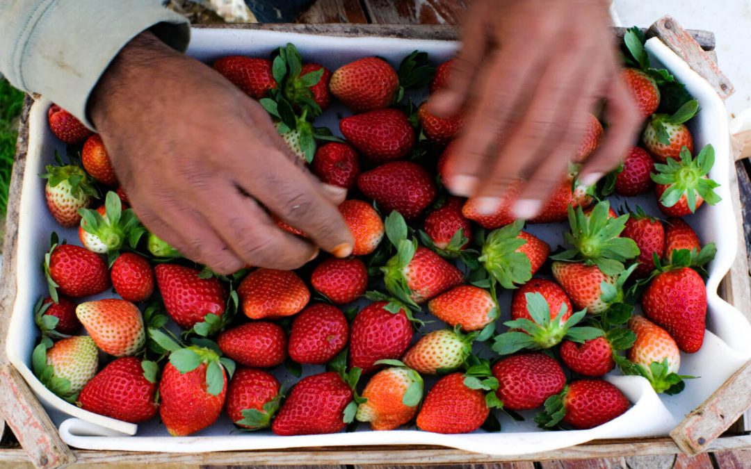 Foto-essay: Aardbeienseizoen in de Gazastrook